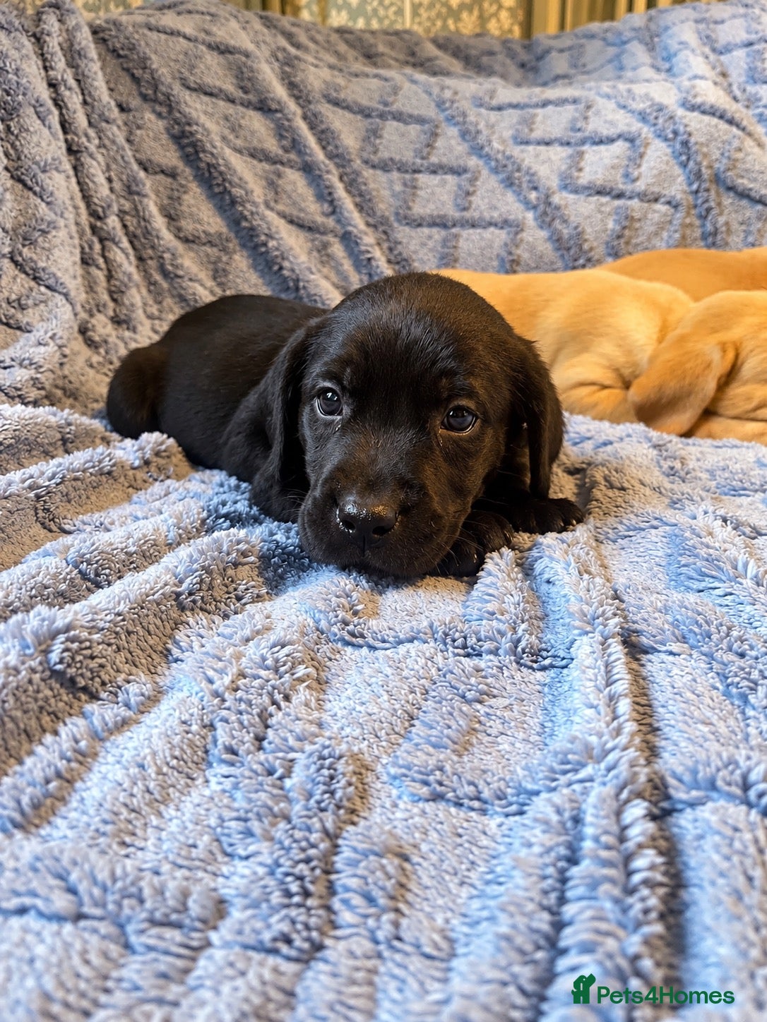 Labrador Retriever dogs 🐾 Beautiful Labrador Puppies - Advert 2