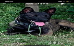 Belgian Shepherd Dog dogs for sale: Belgian Malinois Puppies - Image 11