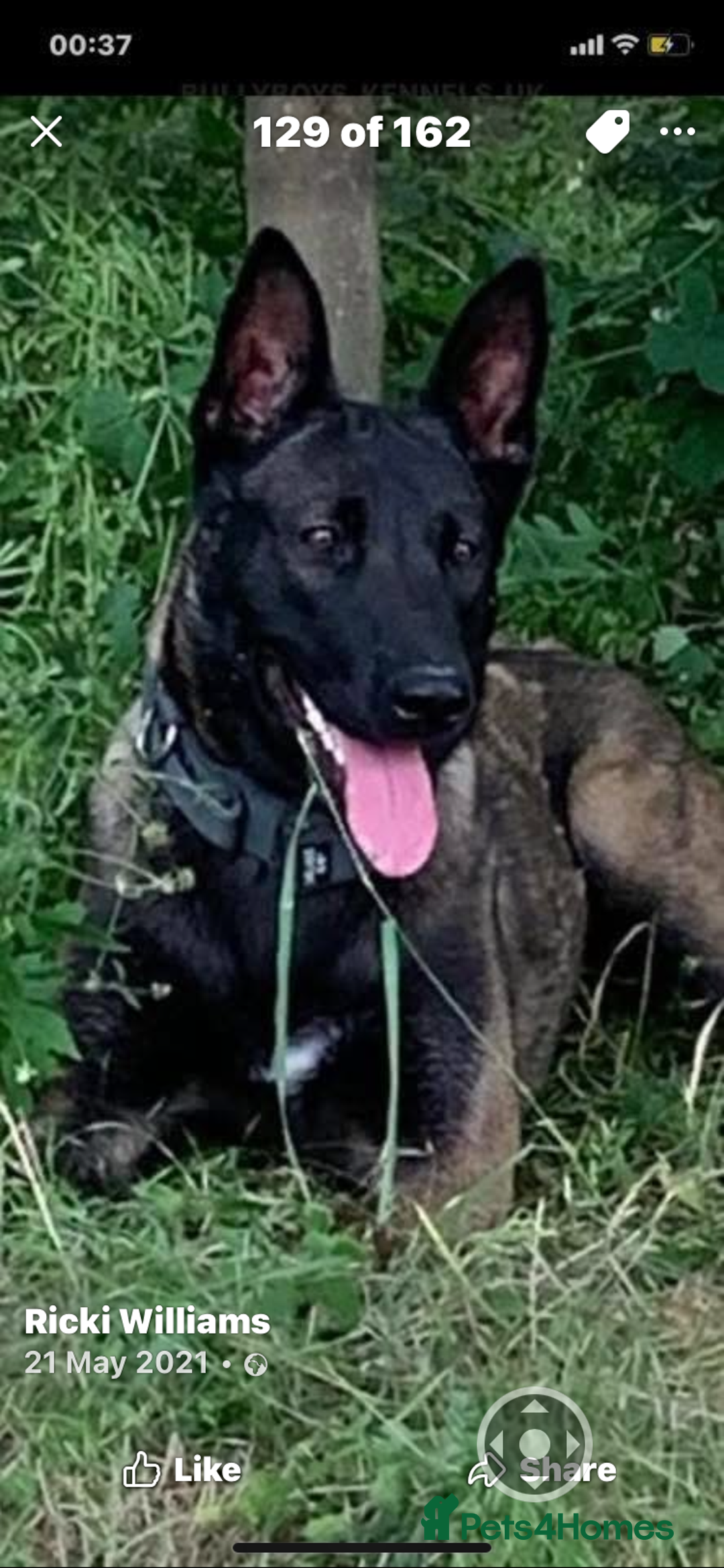 Belgian Shepherd Dog dogs for sale: Belgian Malinois Puppies - Image 11