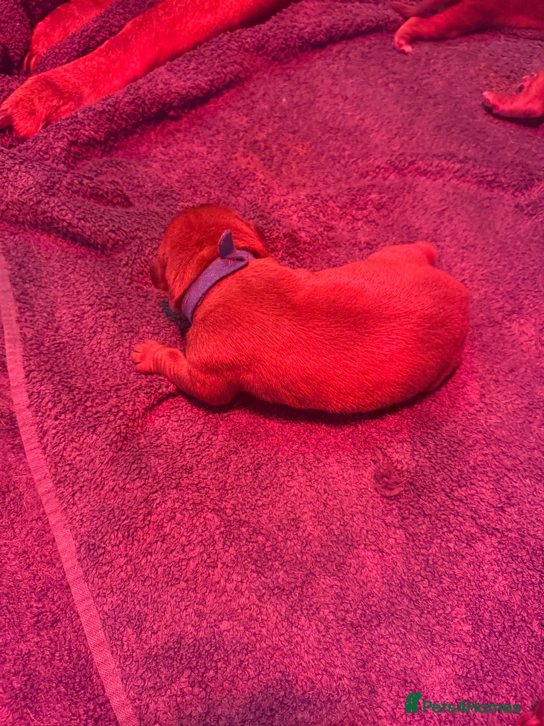 Dogue De Bordeaux dogs for sale: DOGUE DE BORDEAUX PUPPIES AVAILABLE 16/03/26 - Advert 6