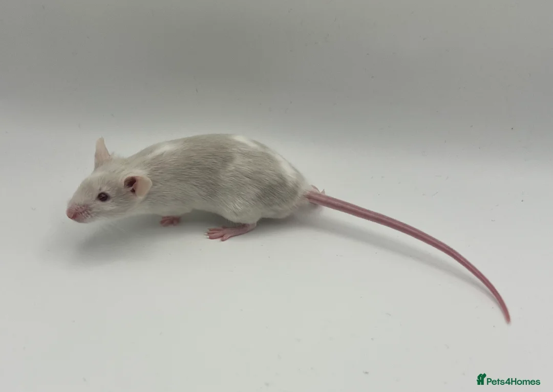 Mouse rodents for sale: Young Fancy Male Mice – Smooth Coated - Advert 1