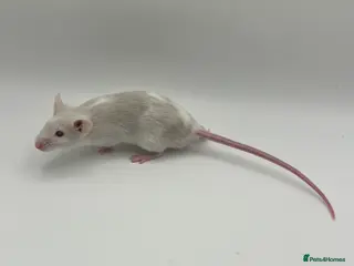 Mouse rodents Young Fancy Male Mice – Smooth Coated - Advert 1