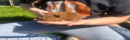 Guinea Pig rodents for sale: Baby Boy/Boar & Baby Girl/Sow Guinea Pigs, Teddy - Advert 5