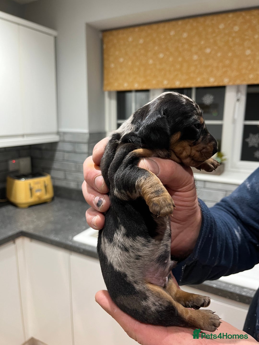 Dachshund dogs for sale: Dachshund puppies - Advert 8