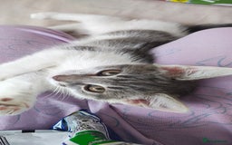 Ragdoll cats for sale: Loving, beautiful half ragdoll, bengal cross girl - Image 1