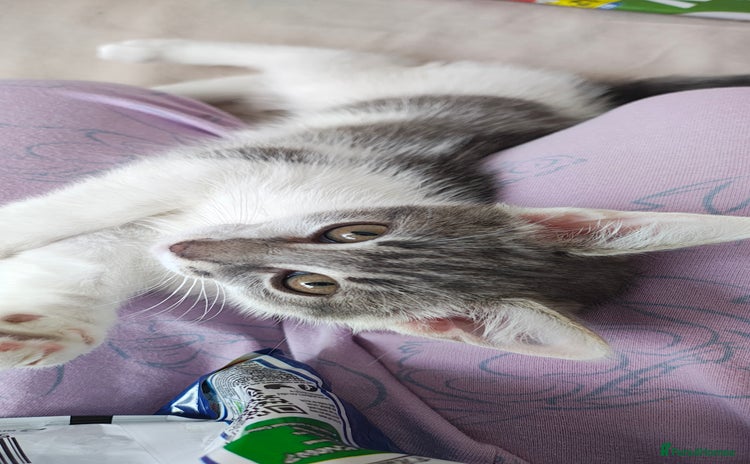 Ragdoll cats - Advert 1