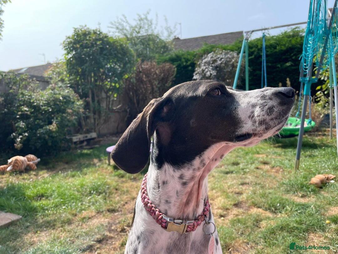 Mixed Breed dogs for adoption: Roxie – A Gentle Soul Ready for Her Forever Home - Image 3