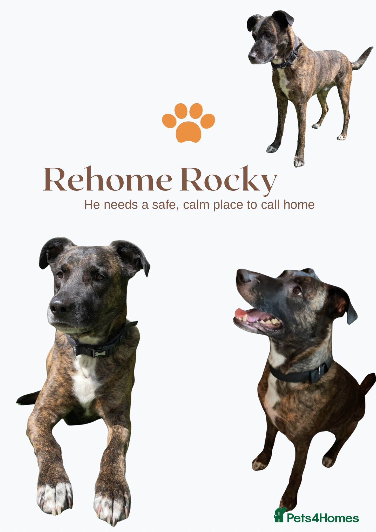 Mixed Breed dogs Rocky - Advert 1