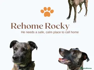 Mixed Breed dogs Rocky - Advert 1