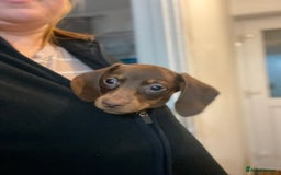 Dachshund dogs for sale: Miniature dachshund female - Advert 2