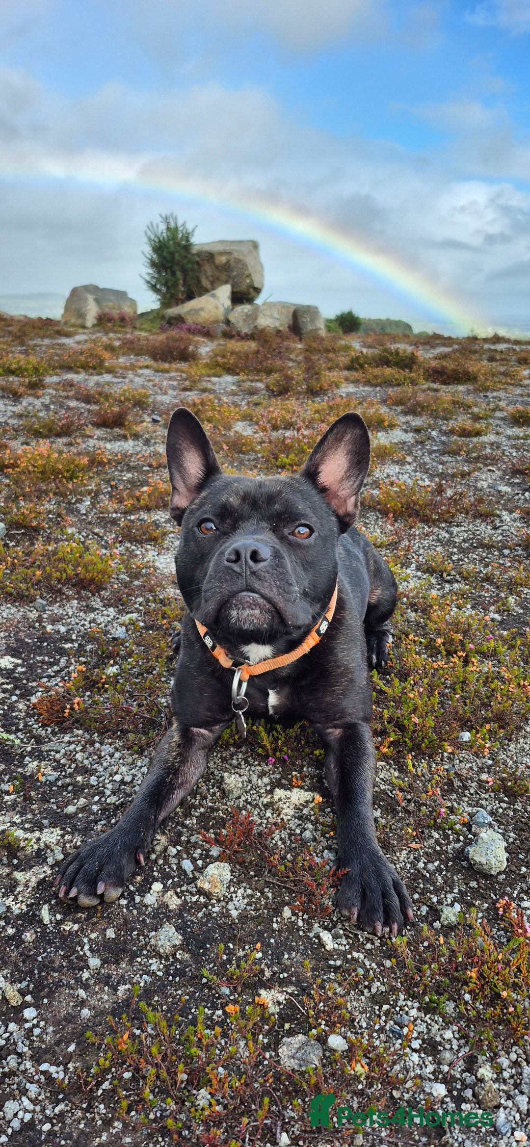 Mixed Breed dogs for sale: Male Fraffie For Sale - Image 4