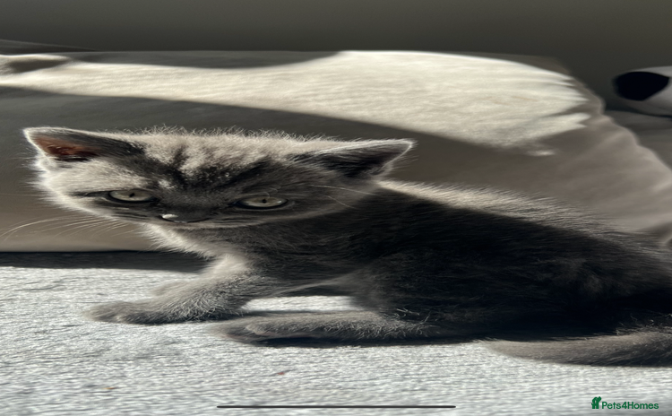 British Shorthair cats for sale - Advert 1