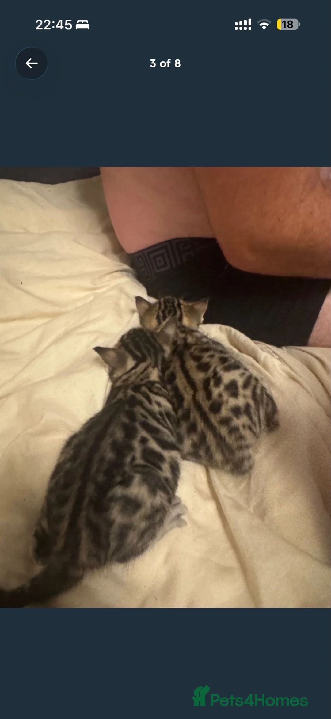 Bengal cats for sale: gorgeous bengal kittens - Advert 2