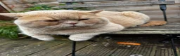 British Shorthair cats for sale: Bengal x British short hair  - Advert 4