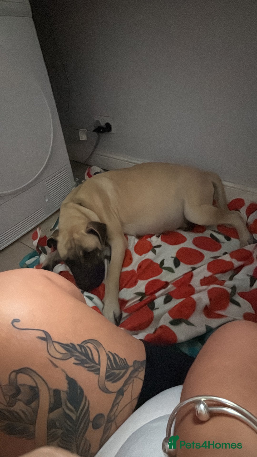 Anatolian Shepherd dogs for sale: Beautiful litter of stunning puppy’s  - Advert 2