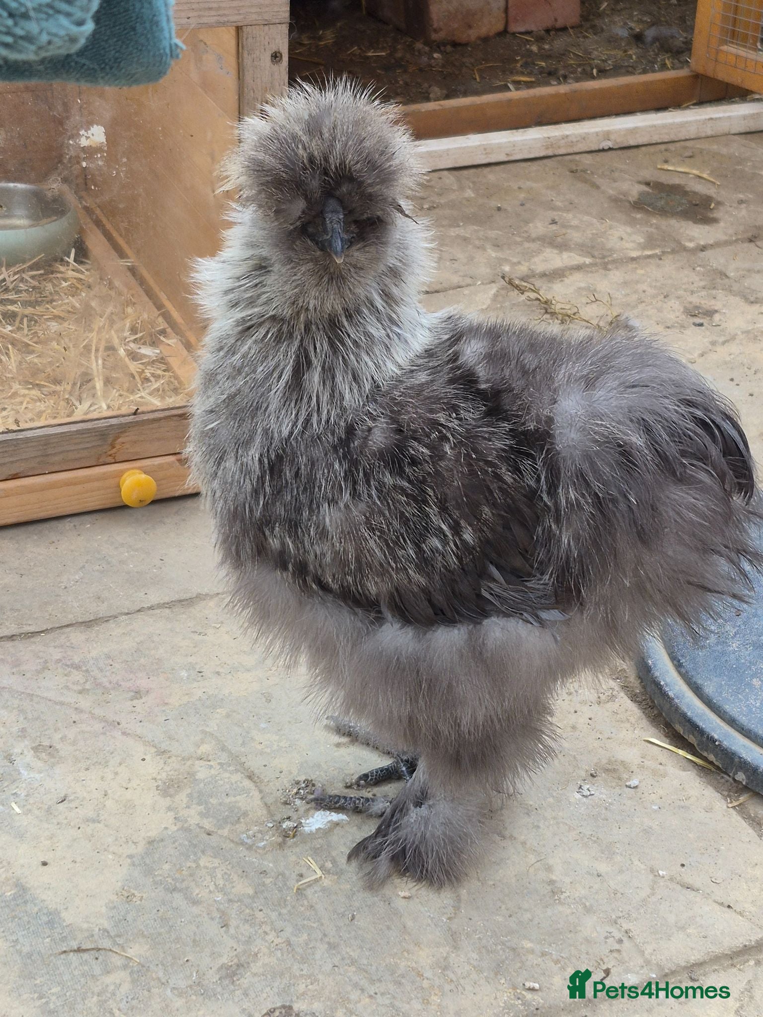 Chickens poultry Extremely handsome Silkie rooster - Advert 5