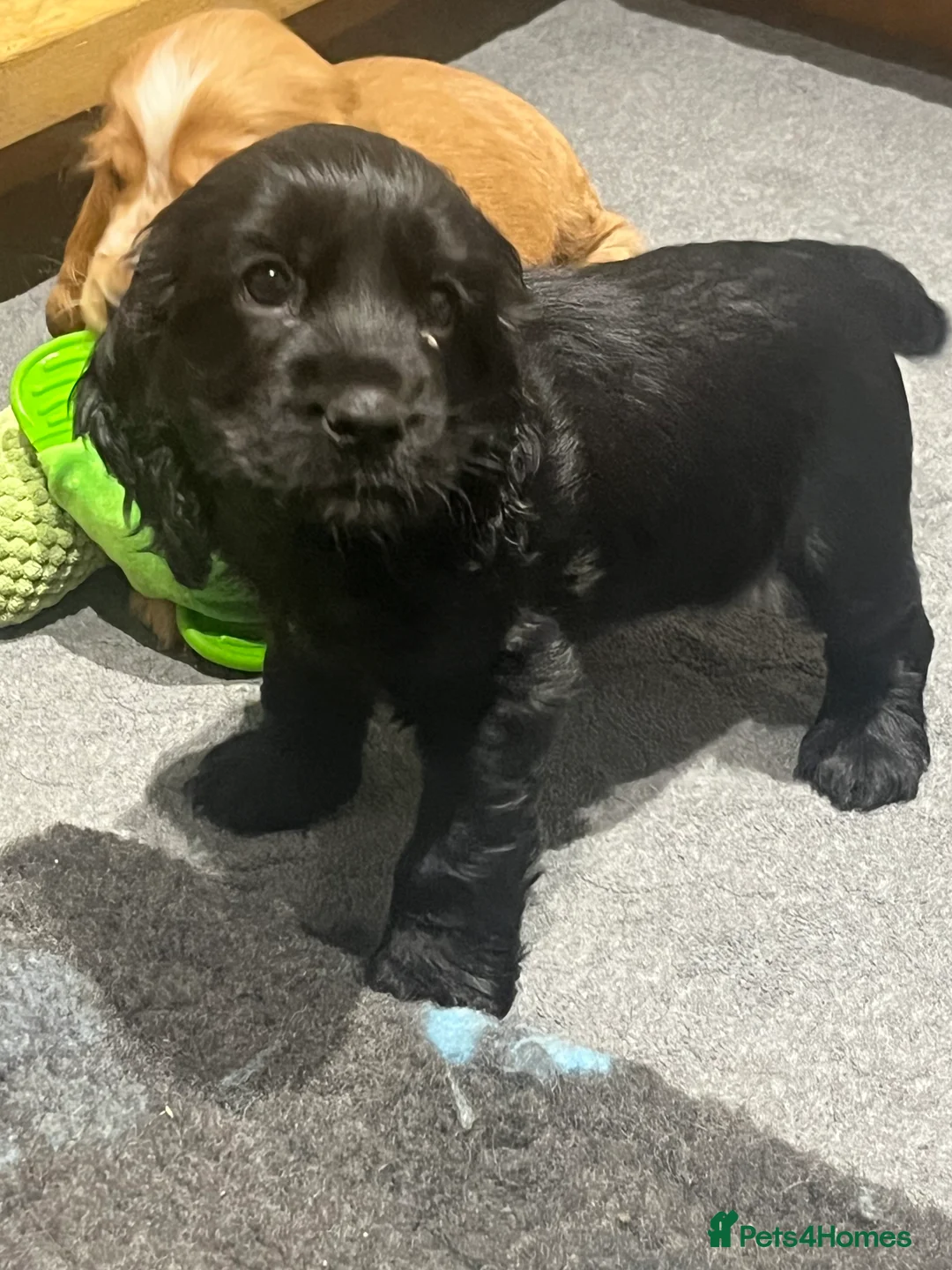 Cocker Spaniel dogs for sale: KC Show Cocker Spaniel  - Advert 3