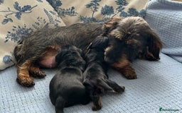 Miniature Dachshund dogs for sale: MINIATURE WIRE DACHSHUNDS PRALAFORA CLR K REG - Image 1