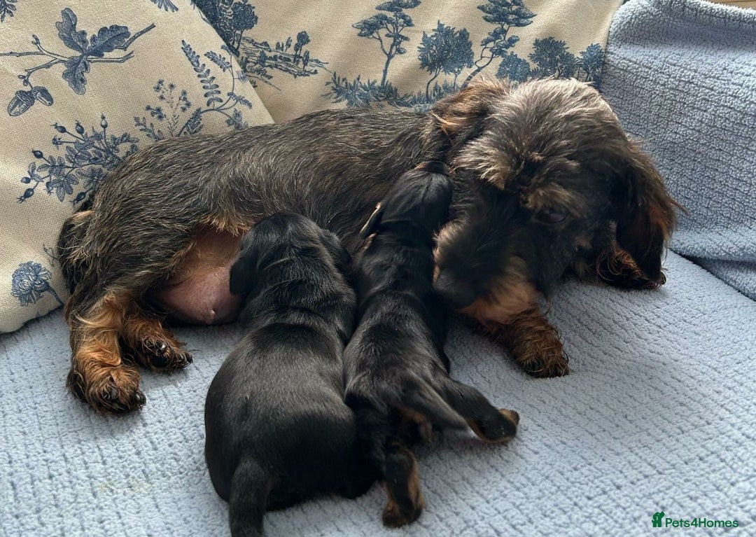 Miniature Dachshund dogs for sale: MINIATURE WIRE DACHSHUNDS PRALAFORA CLR K REG - Image 1
