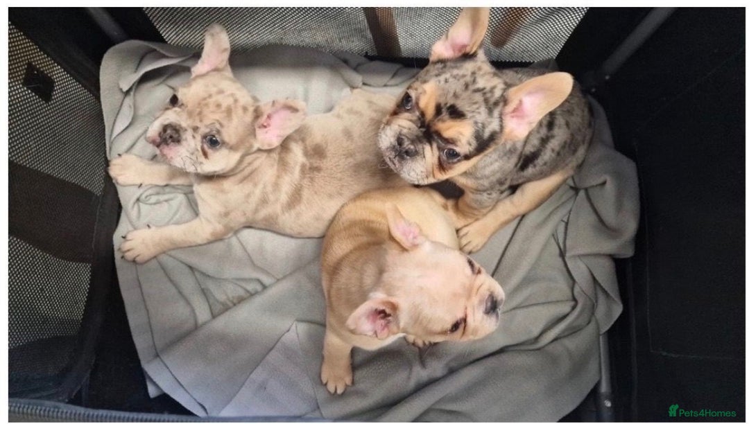 French Bulldog dogs for sale: Merle french bulldogs puppies  - Advert 2