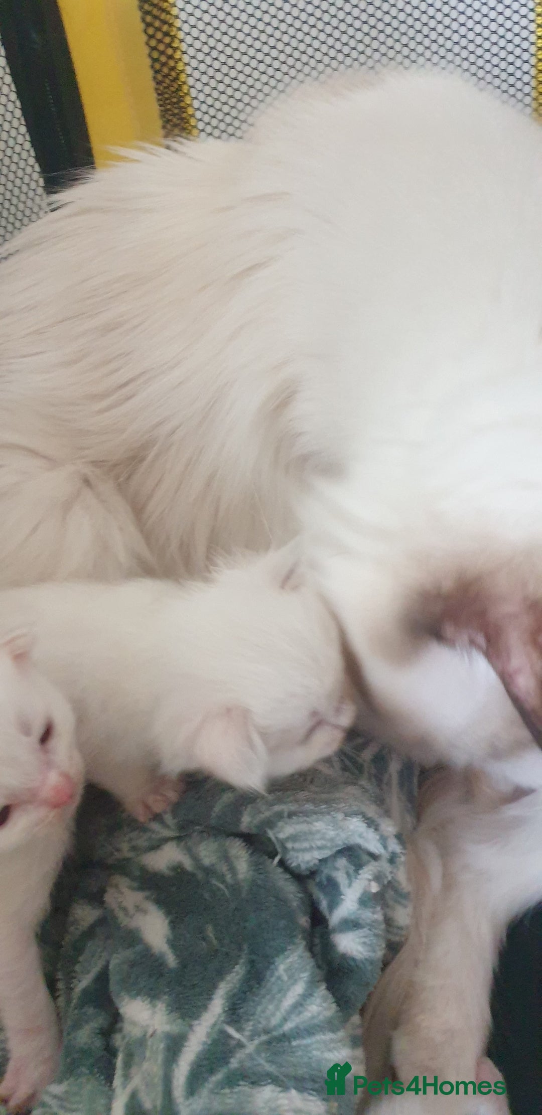 Ragdoll cats for sale: GCCF Chocolate Point with White Bi-color Kittens - Image 23