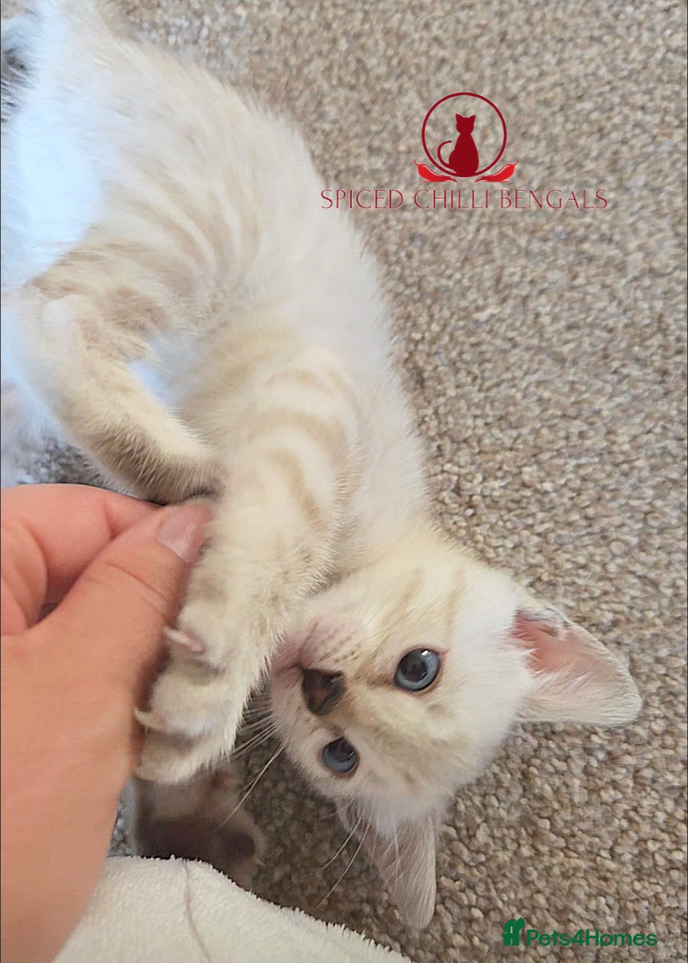 Bengal cats ✨️Last 2 glitter snow champion bengal kittens ✨️ - Advert 2