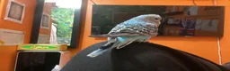 Budgerigars birds for sale: Hand-Tamed Budgerigar for sale in Oldham - Advert 13