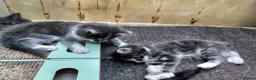 Mixed Breed cats for sale: Kitten for rehoming  in Mansfield - Advert 11