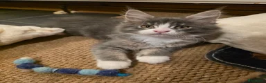 Maine Coon Kitten- Tabby Girl -Female