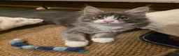 Maine Coon cats for sale: Beautiful Maine Coon Kittens 3 boys/ 2 girl  - Advert 34