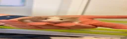 Mouse rodents for sale: Baby female fancy mice  - Advert 12