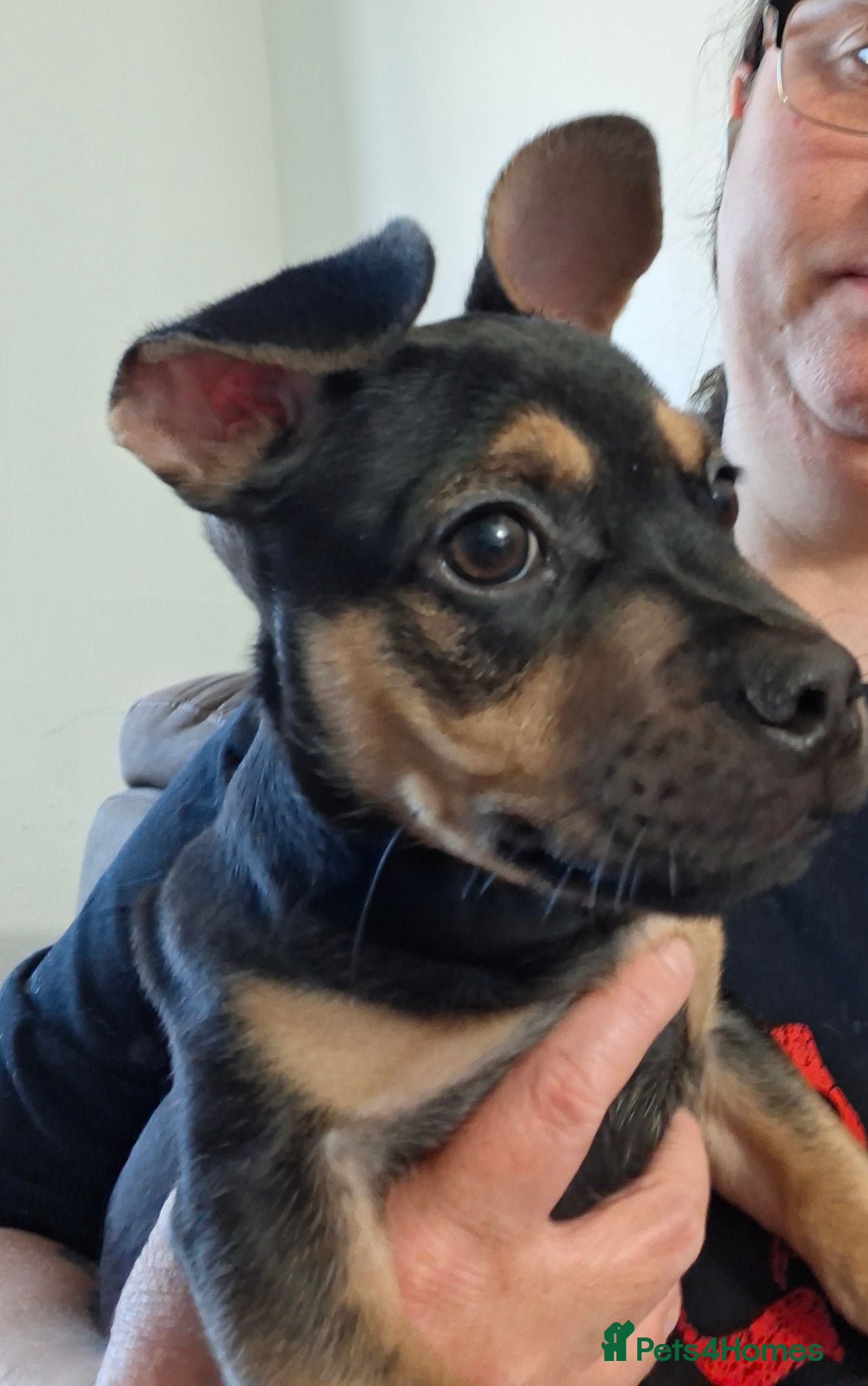 Mixed Breed dogs Frenchie x Dachshund  - Advert 1