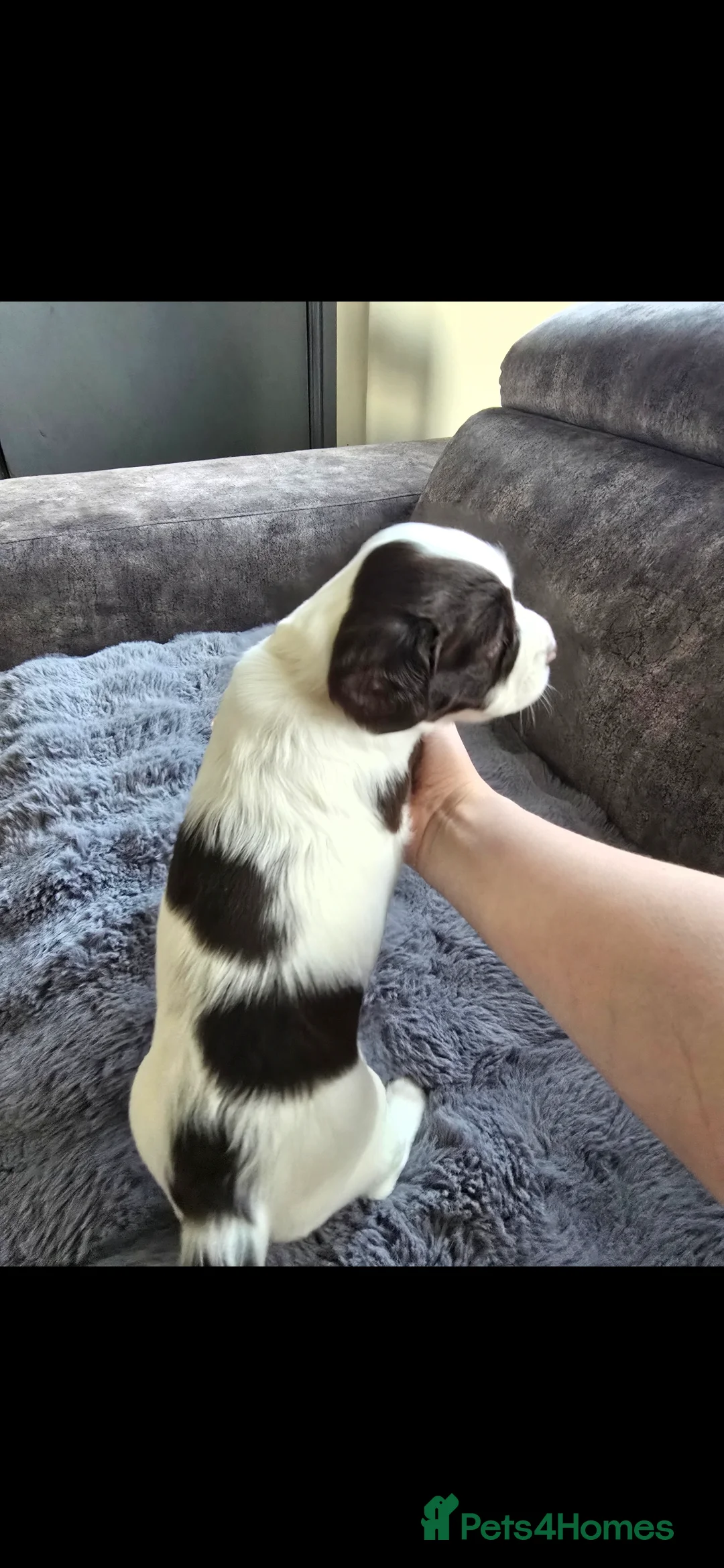 English Springer Spaniel dogs for sale: Health Tested KS English Springer Spaniel puppies  - Advert 21