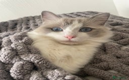 Ragdoll cats for sale: Adult blue bi male  - Image 2