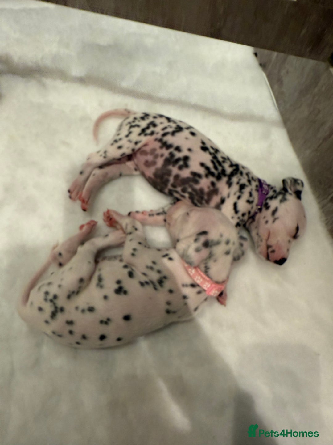 Dalmatian dogs for sale: Beautiful Litter of Dalmatian Puppies - Advert 2