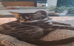 Bengal cats for sale: Stunning charcoal little girl - Image 5