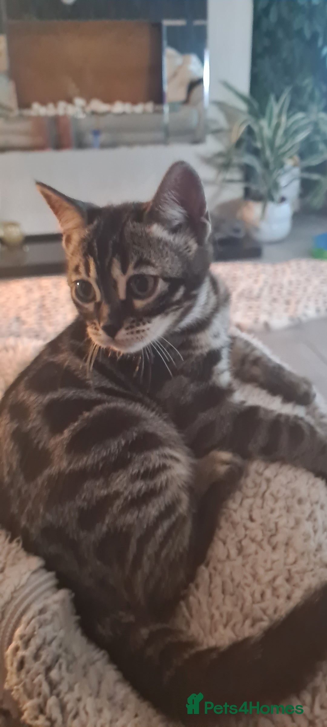 Bengal cats for sale: Stunning charcoal little girl - Image 5