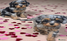 Cavapoo dogs for sale: Top quality cavapoo - Image 3