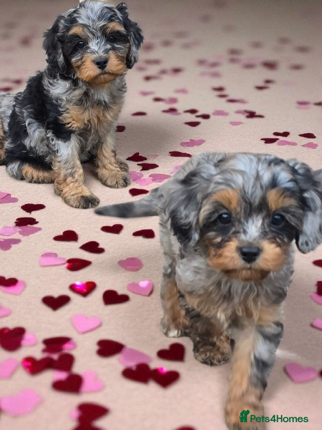 Cavapoo dogs for sale: Top quality cavapoo - Image 3