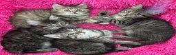 Mixed Breed cats for sale: GORGEOUS FLUFFY KITTENS - Advert 10