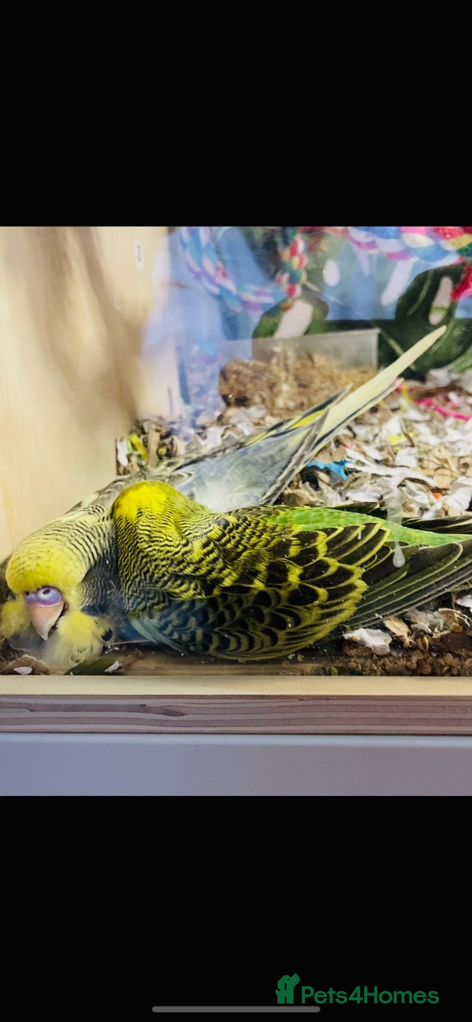 Budgerigars birds 2 bonded budgies  - Advert 1