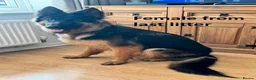 German Shepherd dogs for sale: ONLY 4 AMAZING GIRLS LEFFT in Nottingham - Advert 7