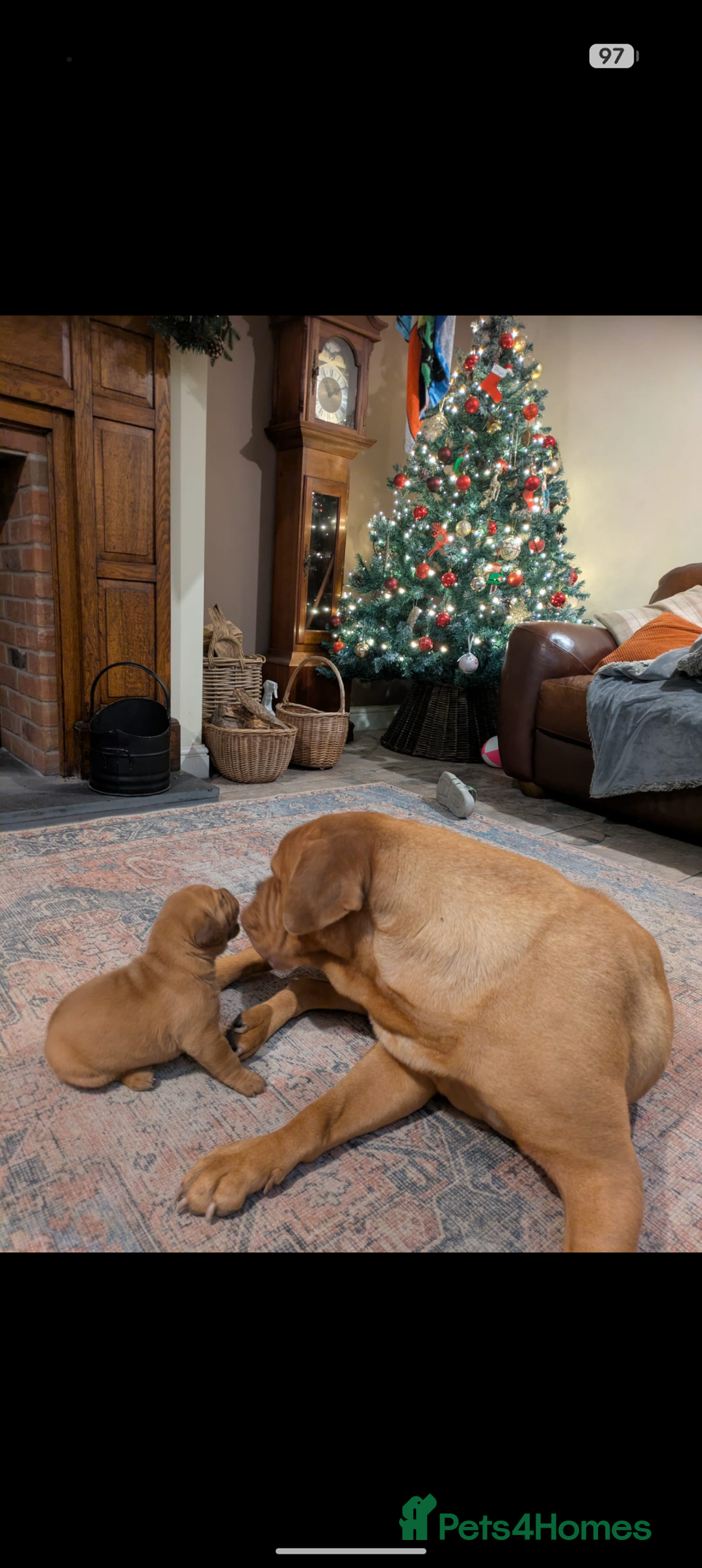 Dogue De Bordeaux dogs for sale: Puppy for sale  - Advert 2