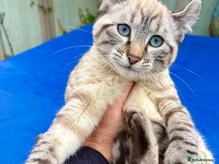 Bengal cats Breathtaking rare snow leopard - Advert 12