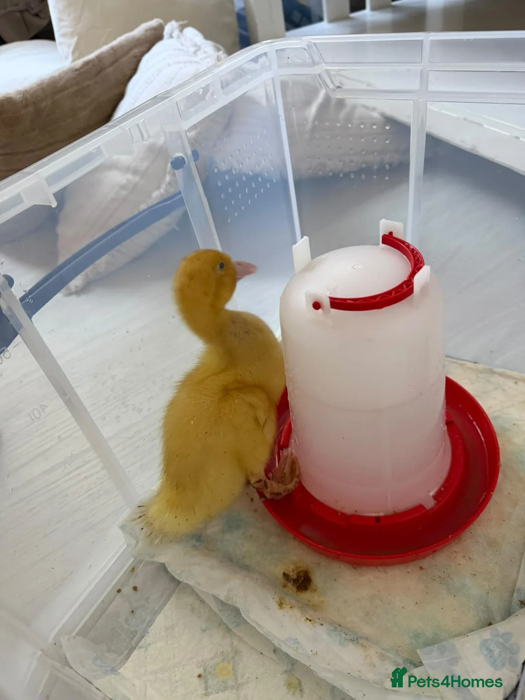 Ducks poultry for sale: 4 Aylesbury ducklings - Advert 2