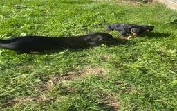 Miniature Dachshund dogs for sale: Miniature Dachshund Boys and Girls - Image 31