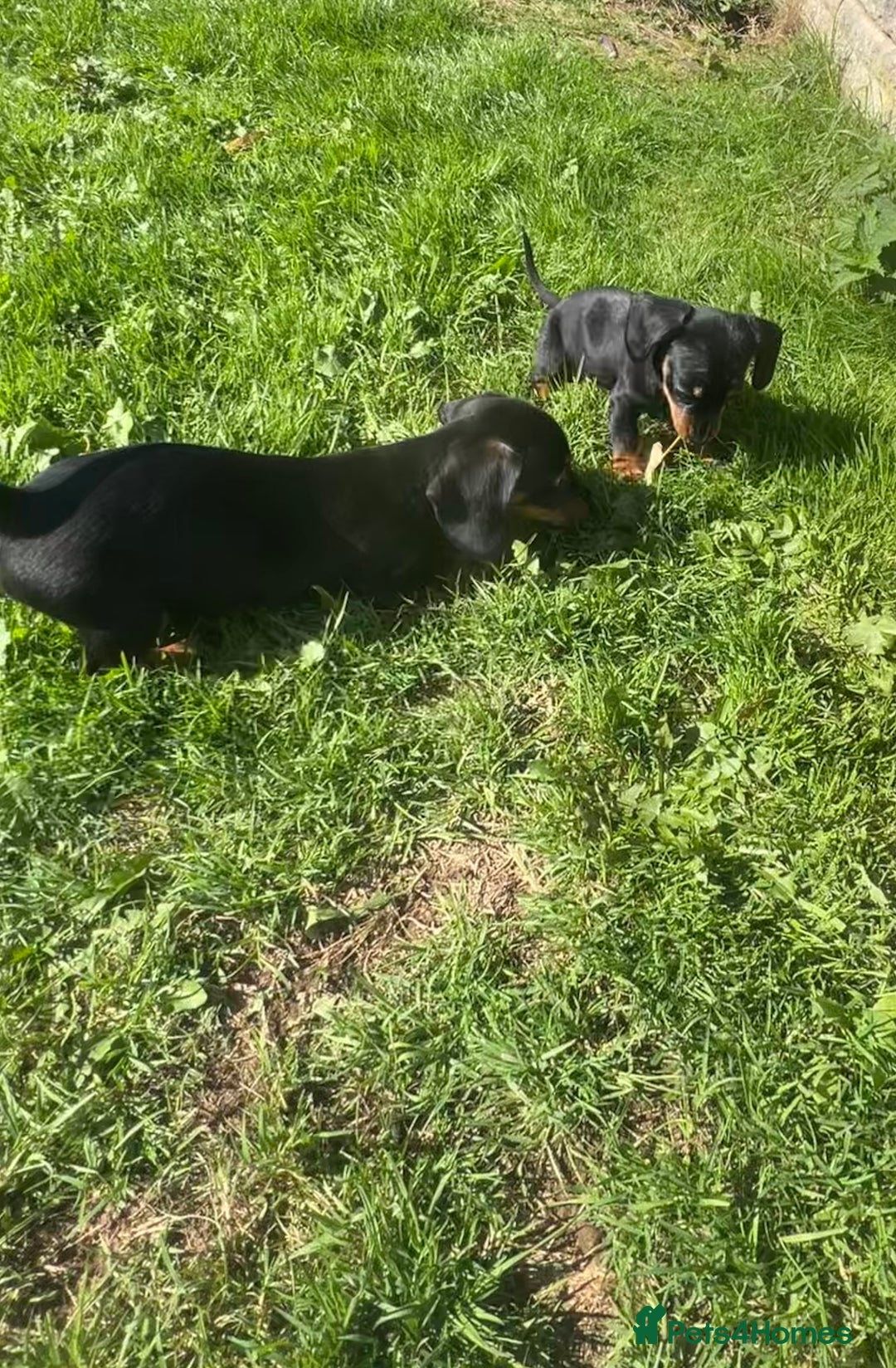 Miniature Dachshund dogs for sale: Miniature Dachshund Boys and Girls - Image 31