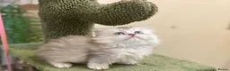 Munchkin cats for sale: Full Pedigree Munchkin Kittens - Advert 16