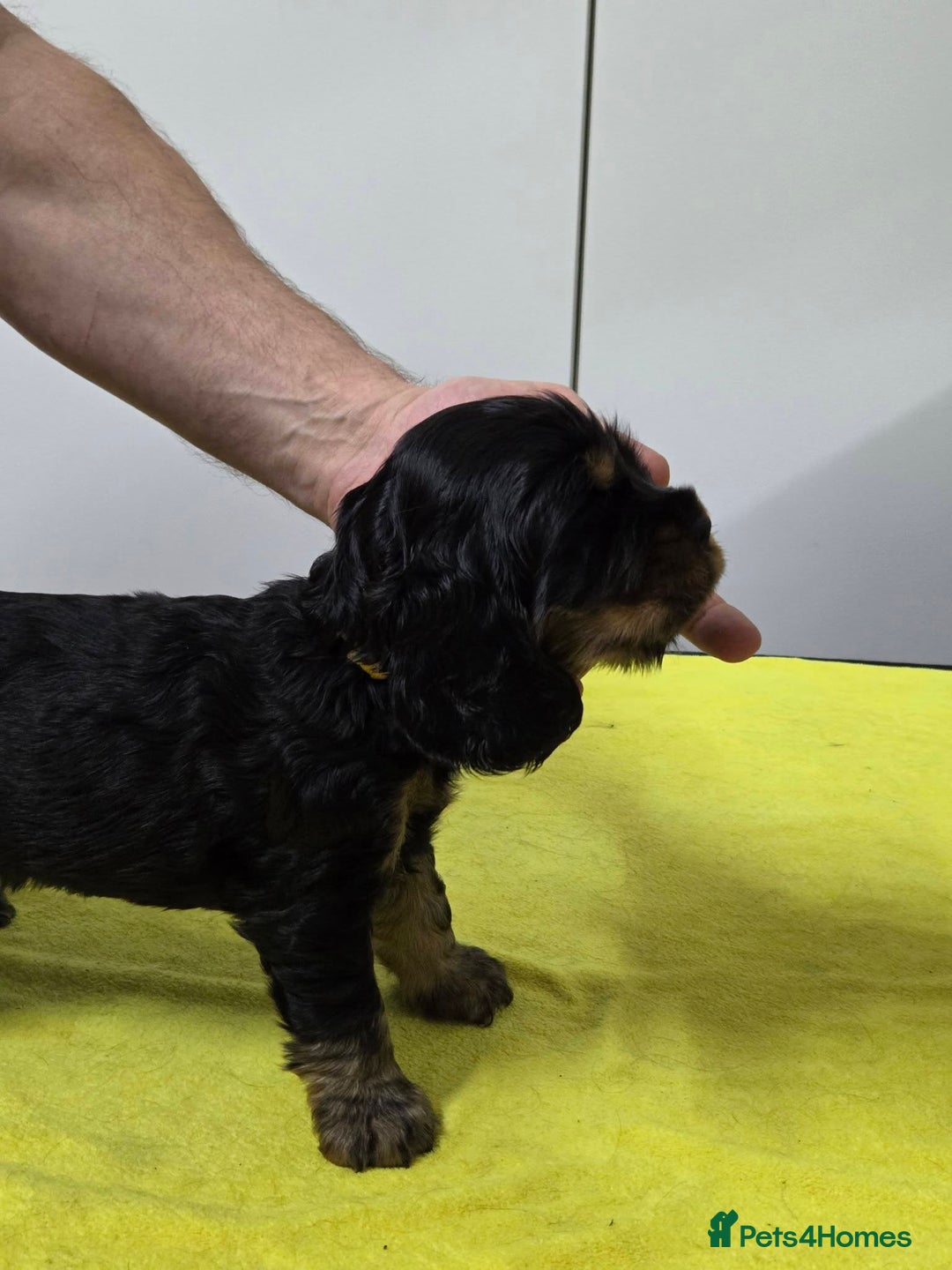 Cocker Spaniel dogs for sale: English Show Cocker Spaniel puppies from home - Advert 2