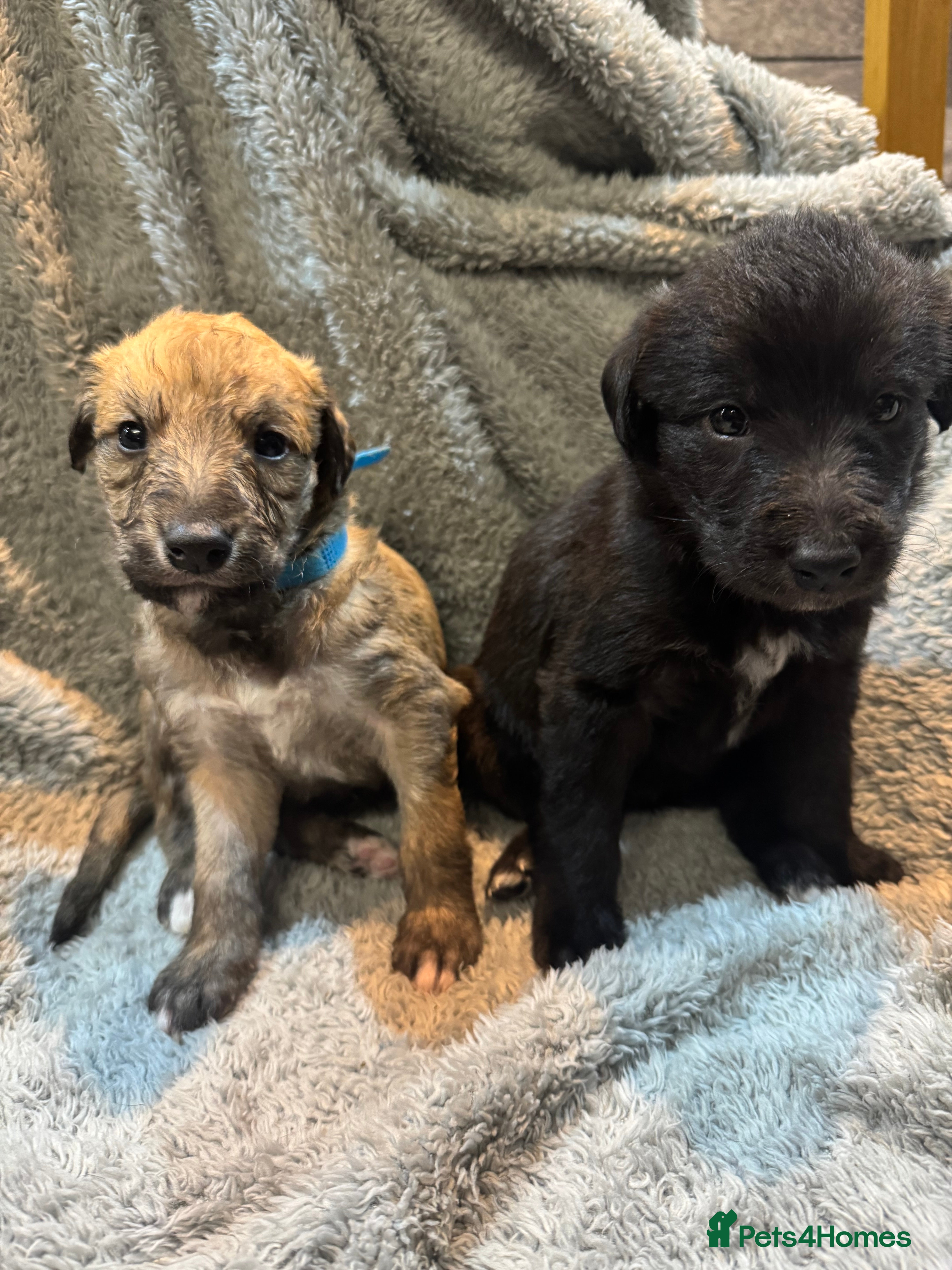 Lurcher dogs Bedlington Whippet/Lurcher  - Advert 7